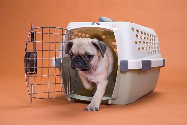 Dog Crate for Pug
