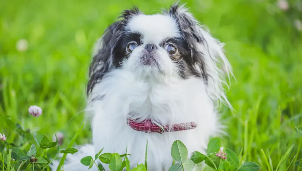 japanese chin dog on grass