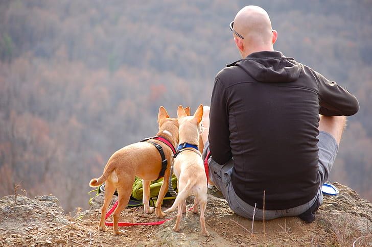 Best Hiking Gear for Dogs