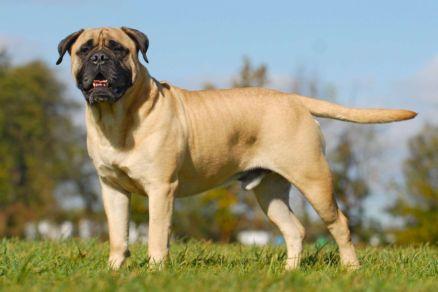 Mastiff dog standing on grass