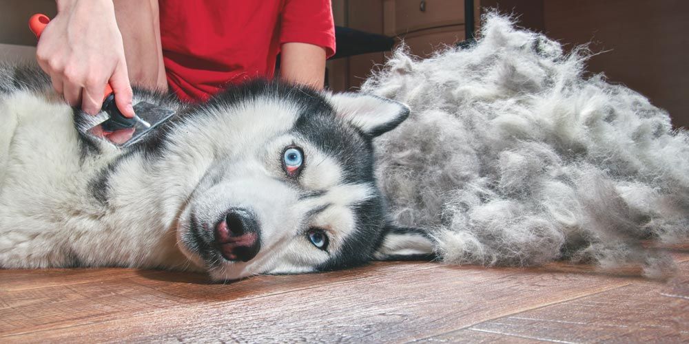 fur vs hair