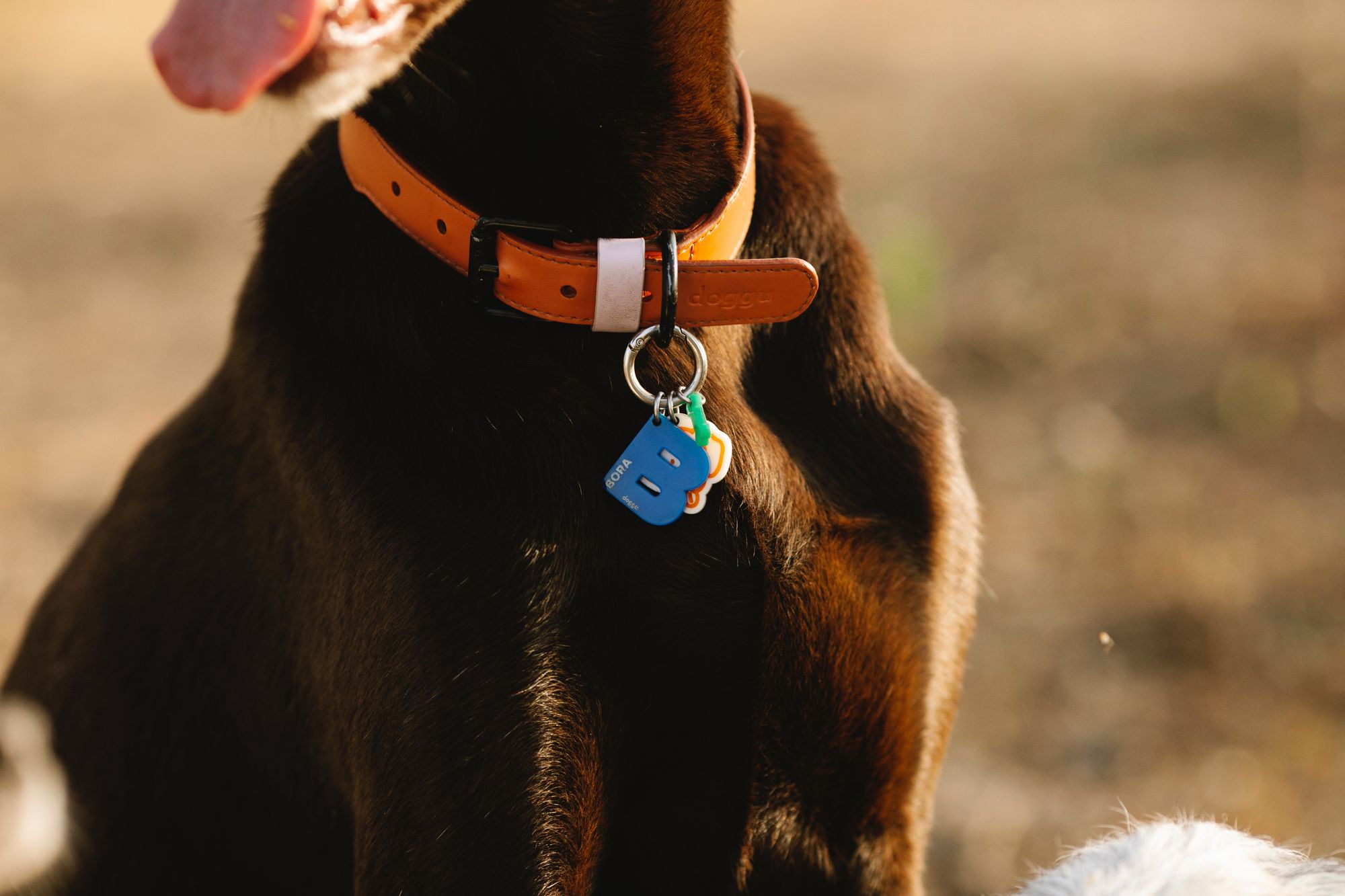 how to attach a dog tag to a collar