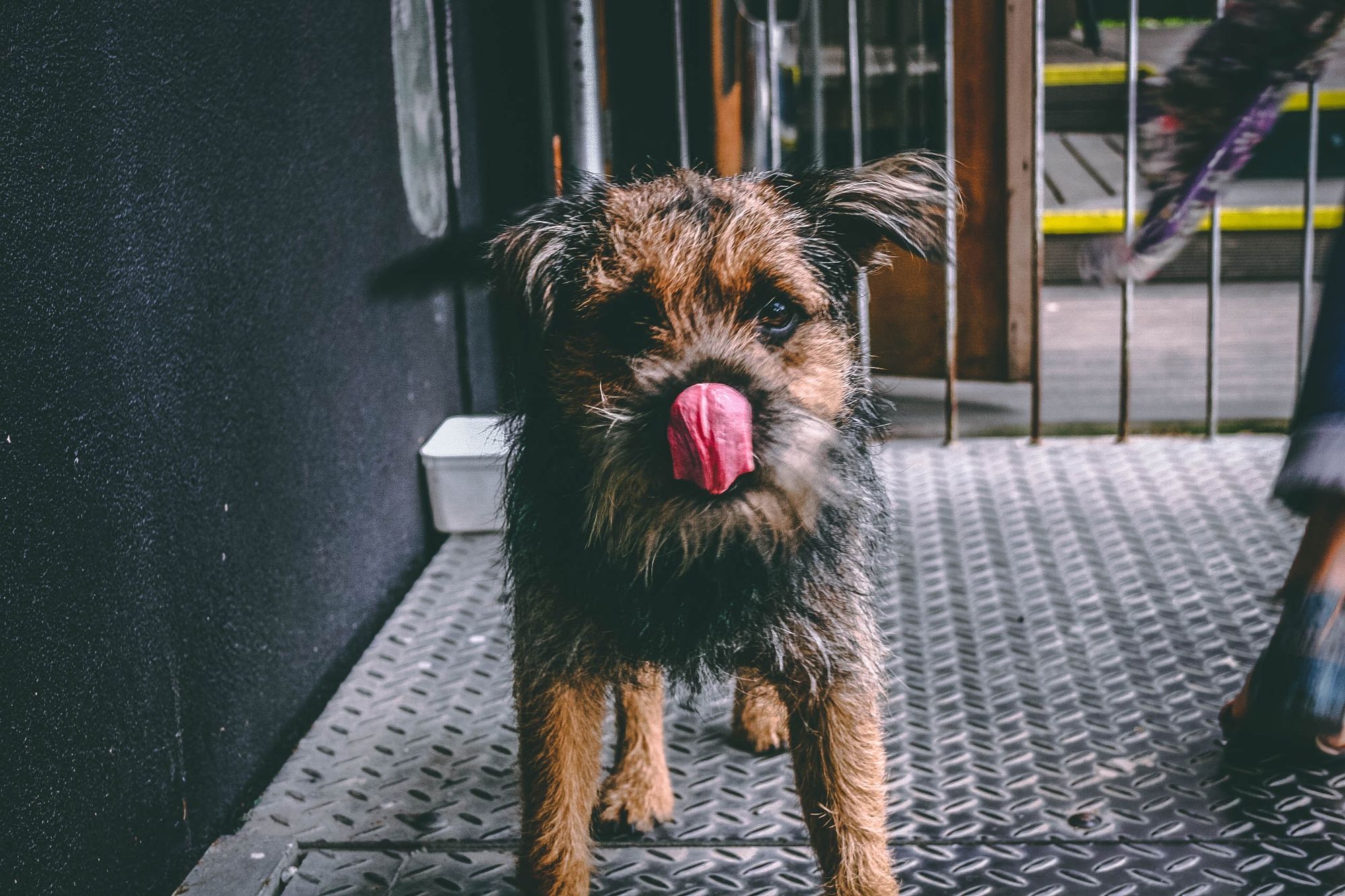 Licking Speeds Healing, Should Your Dog Lick Her Wounds?