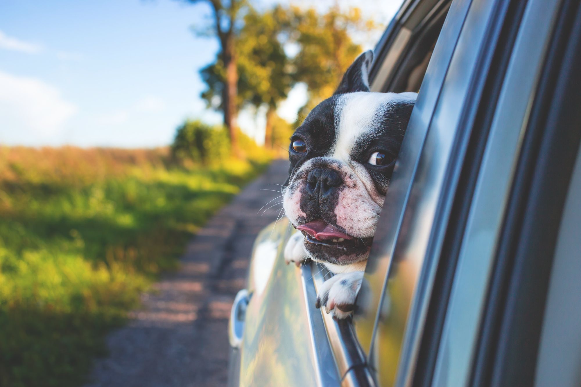 dog friendly car rental
