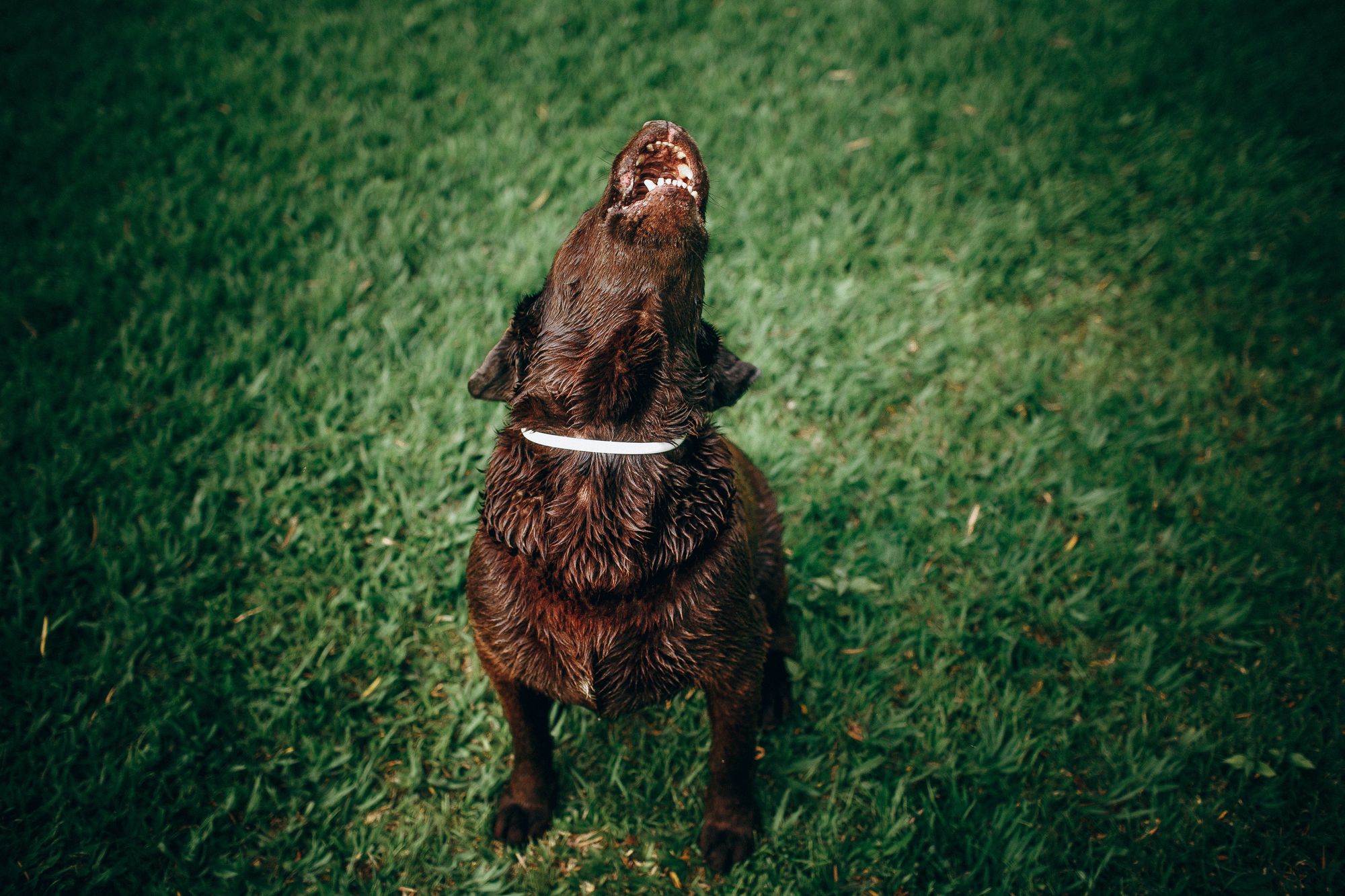 what is the best dog collar to stop barking?