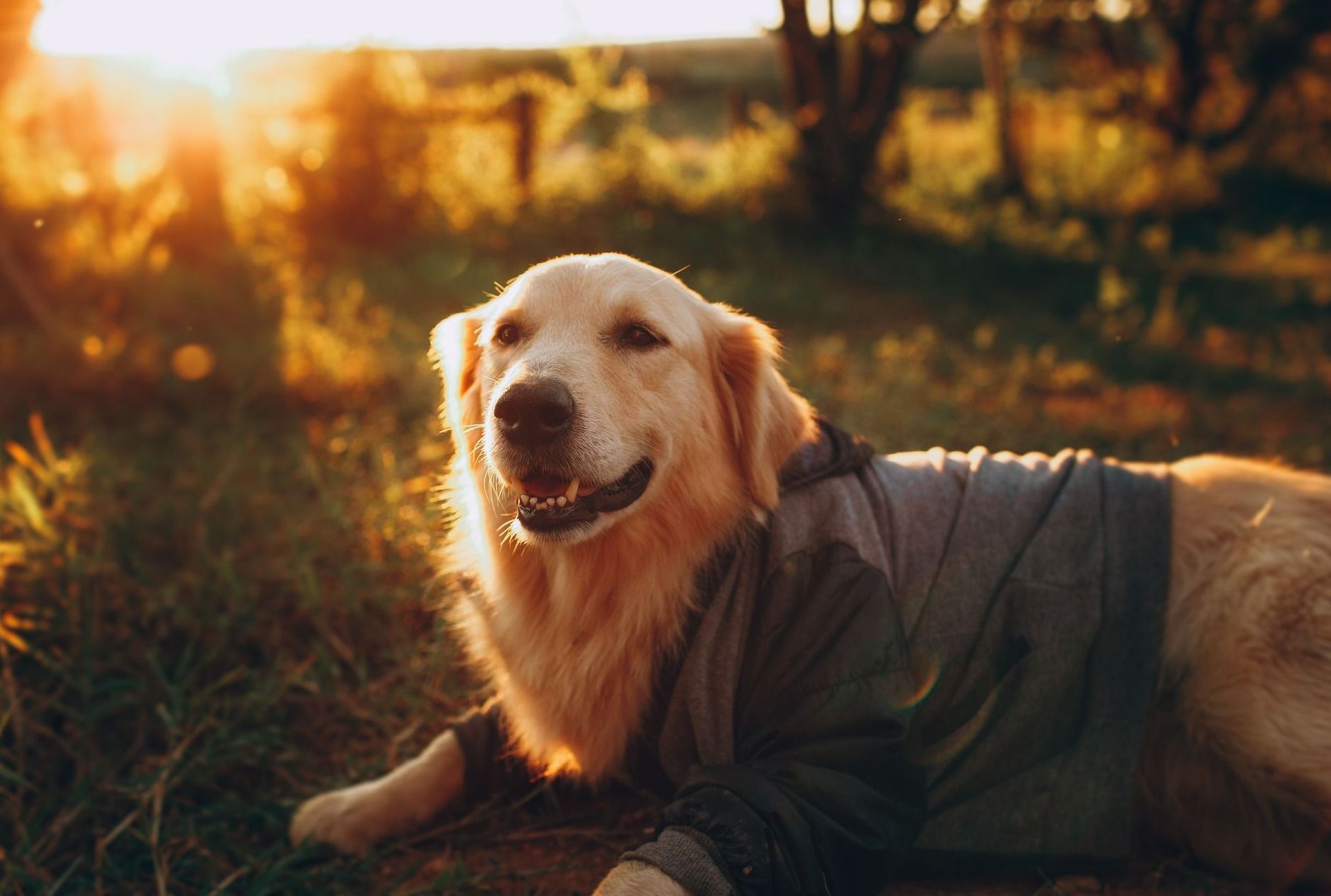 Dog Sun Protection Clothing