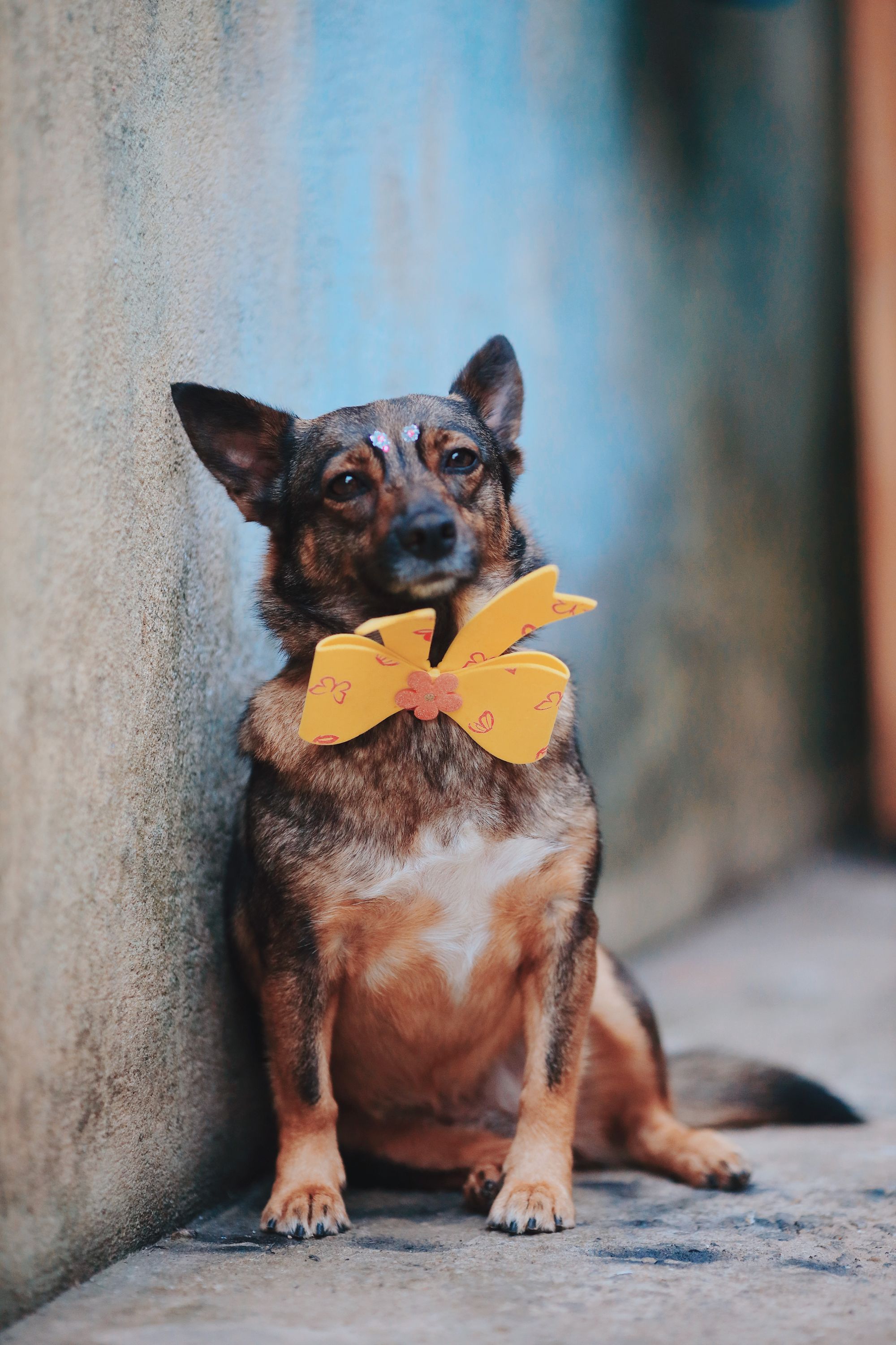 how to make a bow for a dog collar
