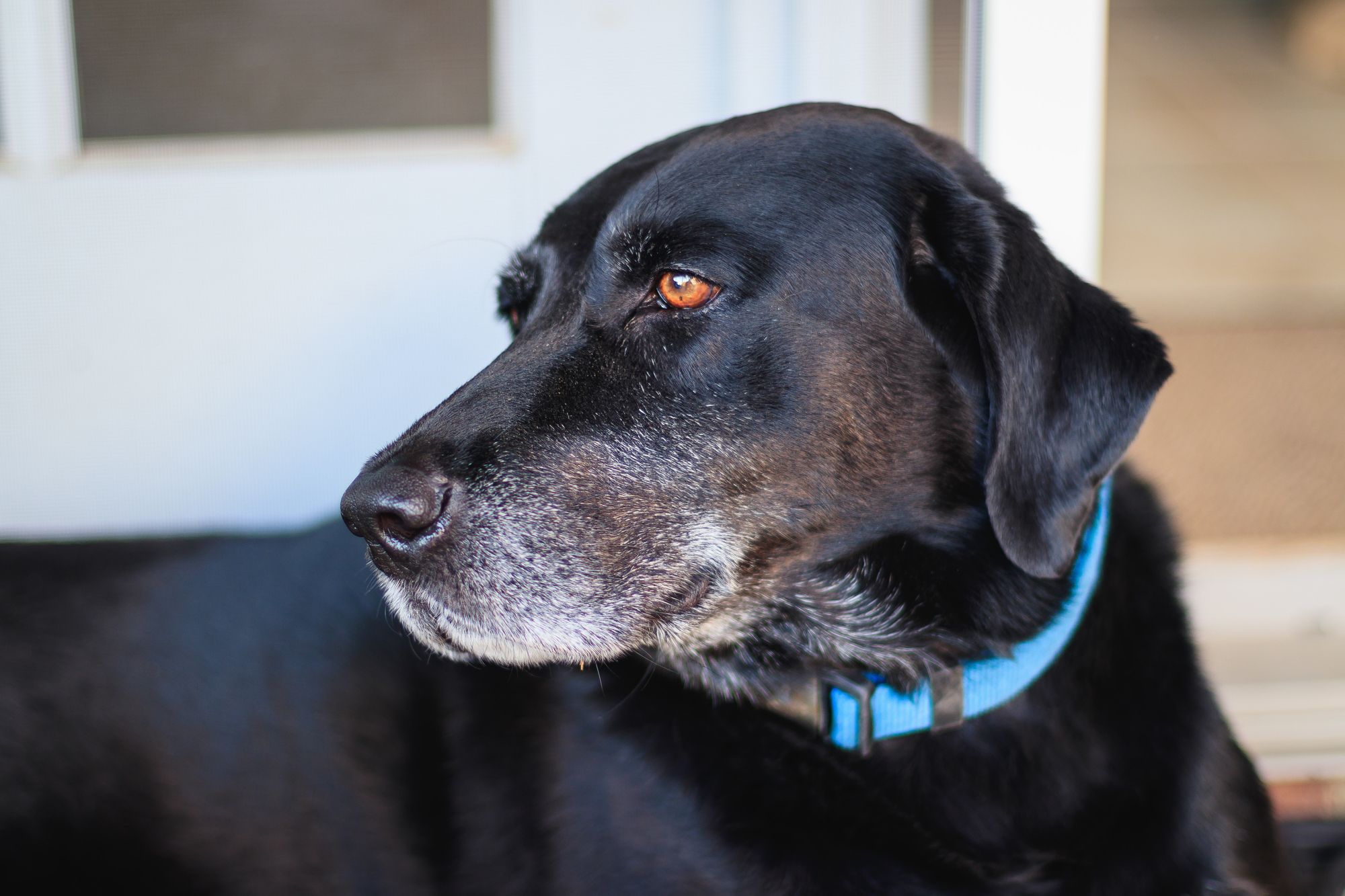 what color collar looks best on a black dog