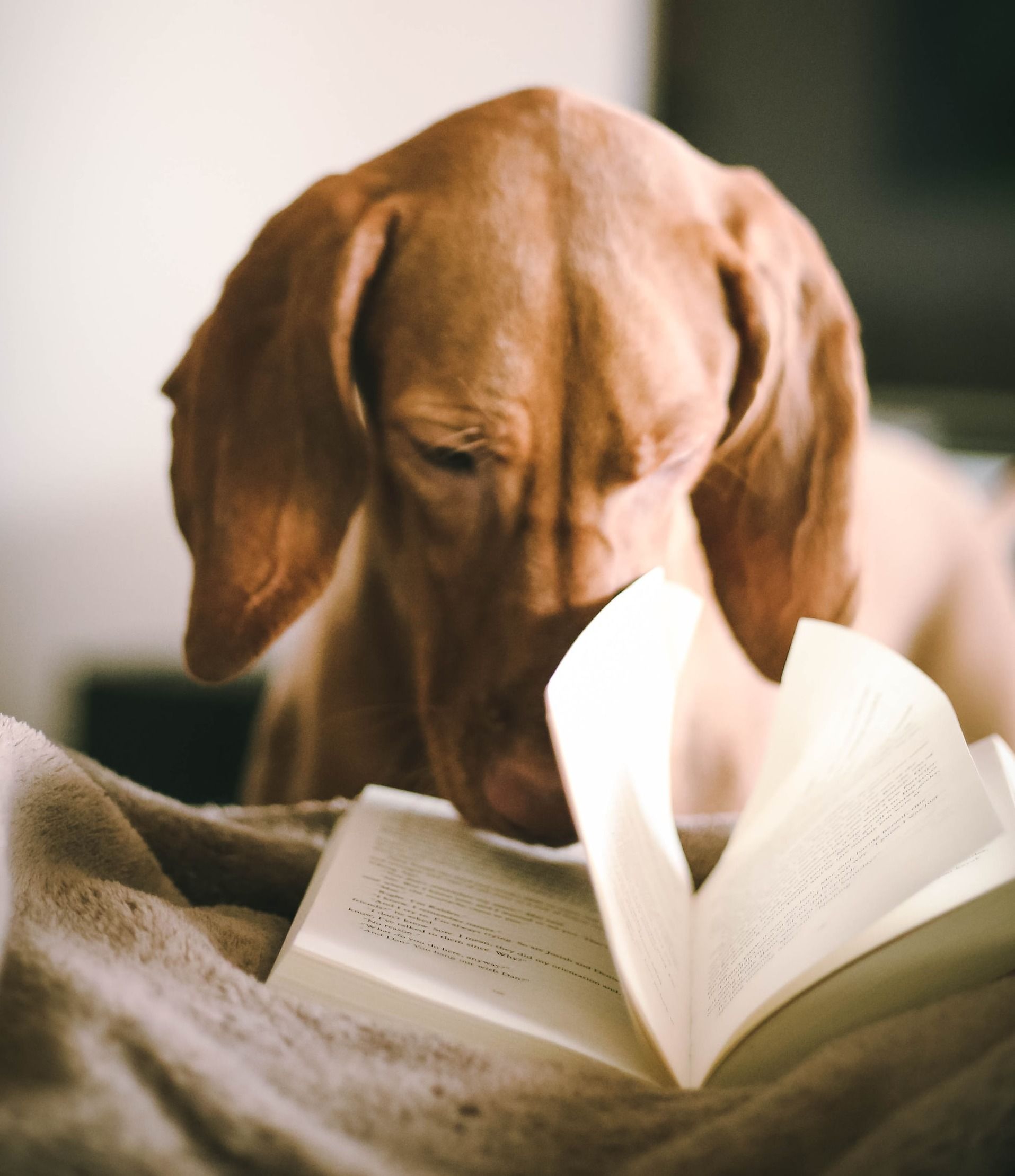 dog reading book during daytime