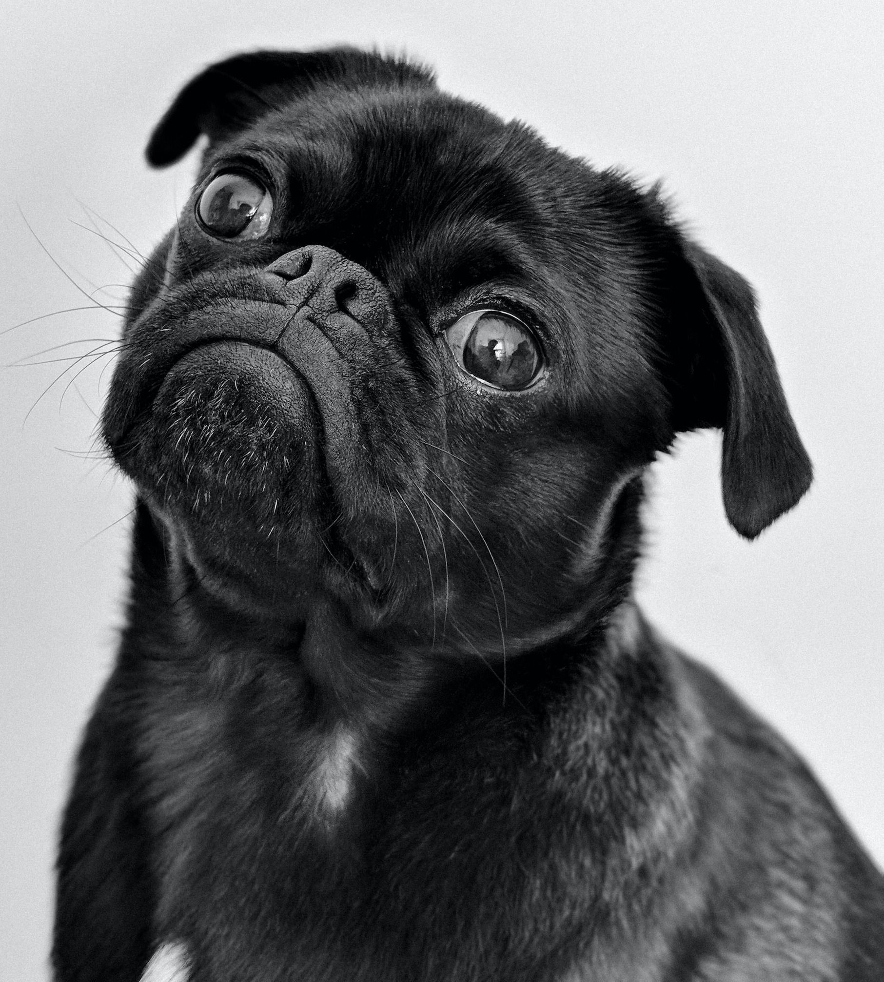 a small black dog looking up at the camera