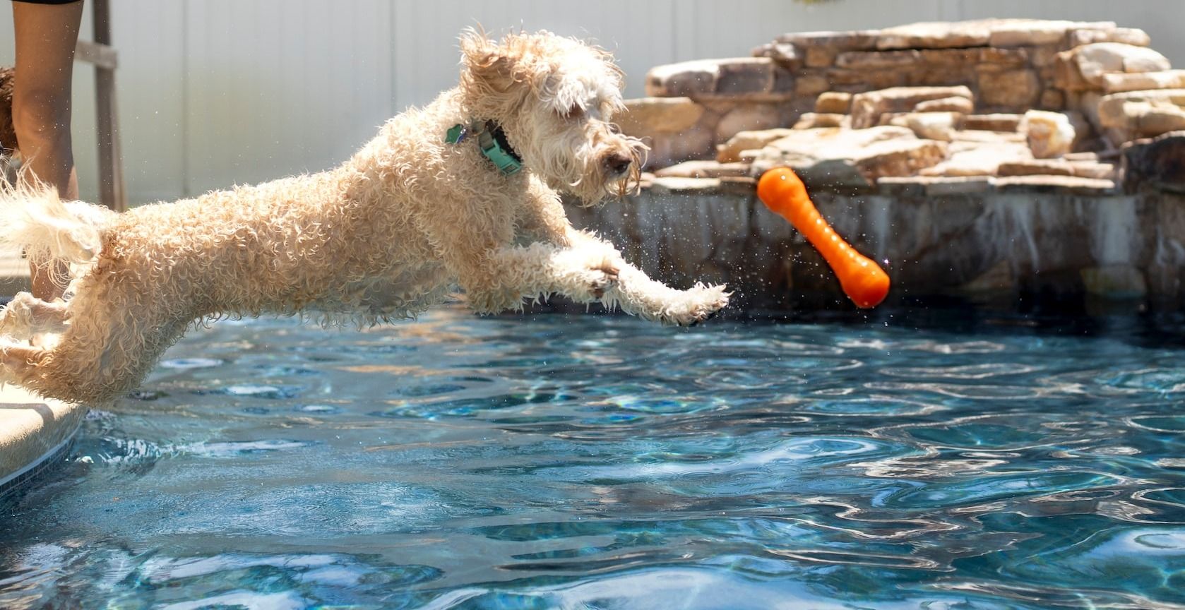 white poodle in water during daytime