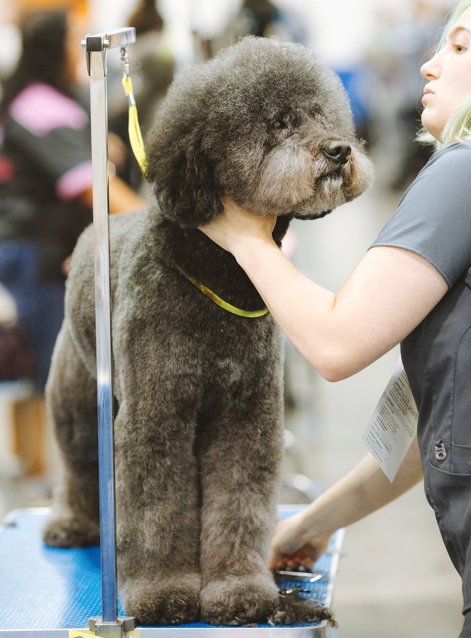 How Do You Shave a Dog