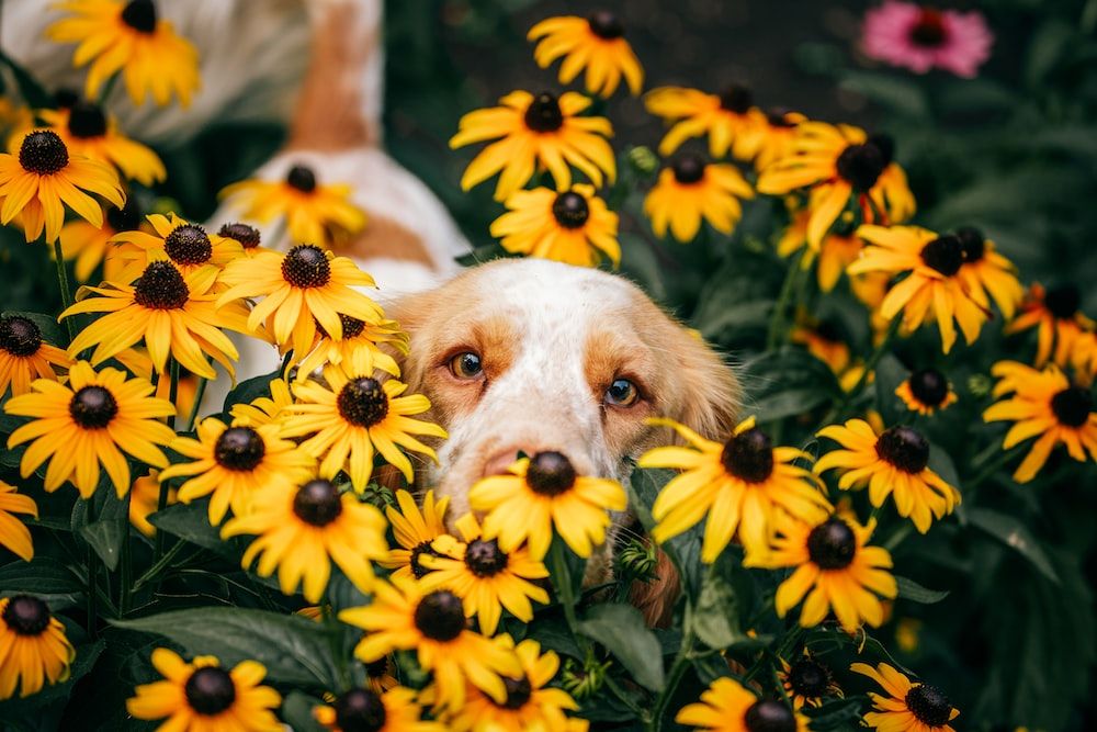 Sunflowers for dogs