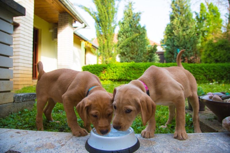 How Much Water Should a Puppy Drink