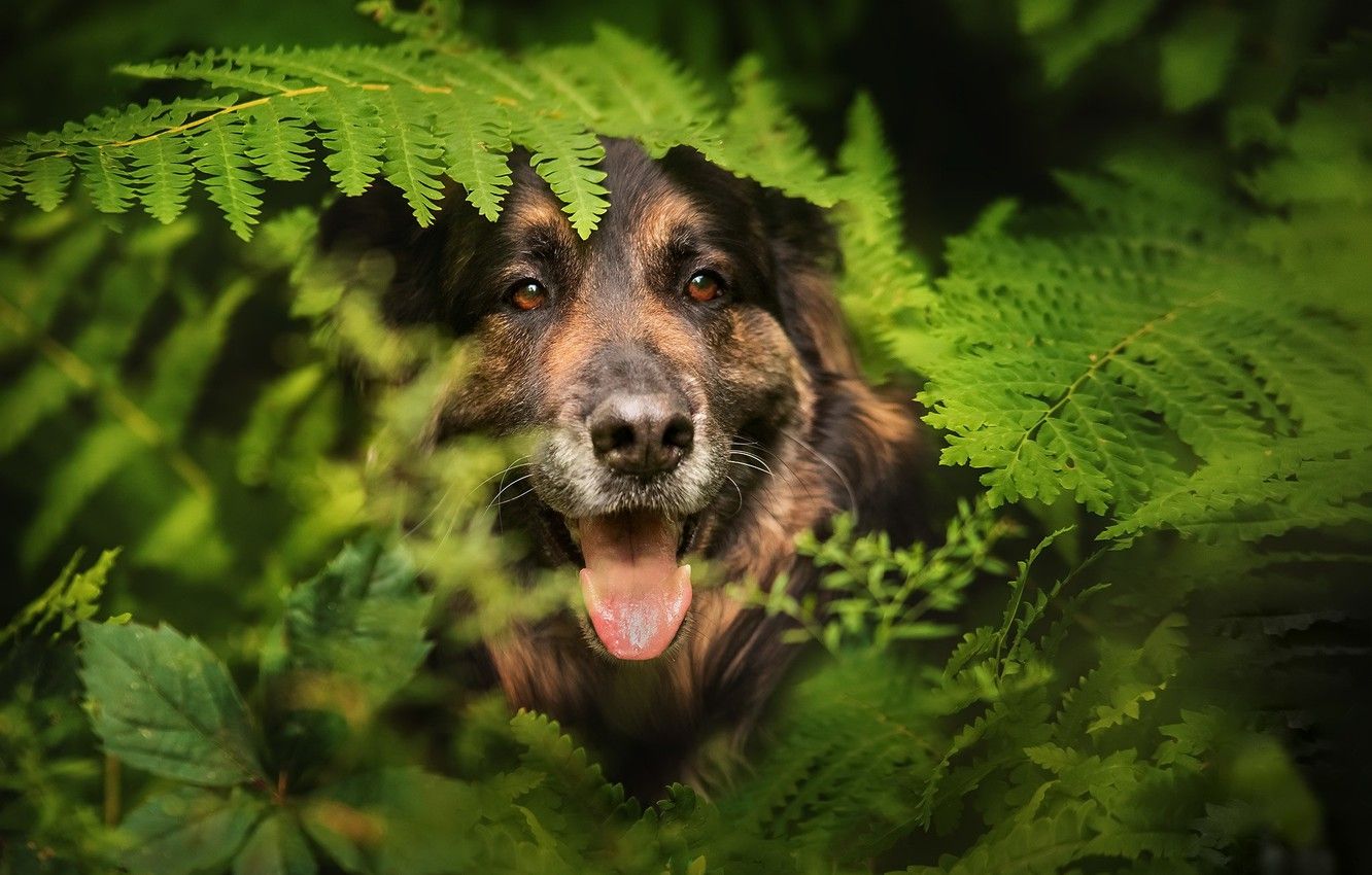 ferns and dogs 
