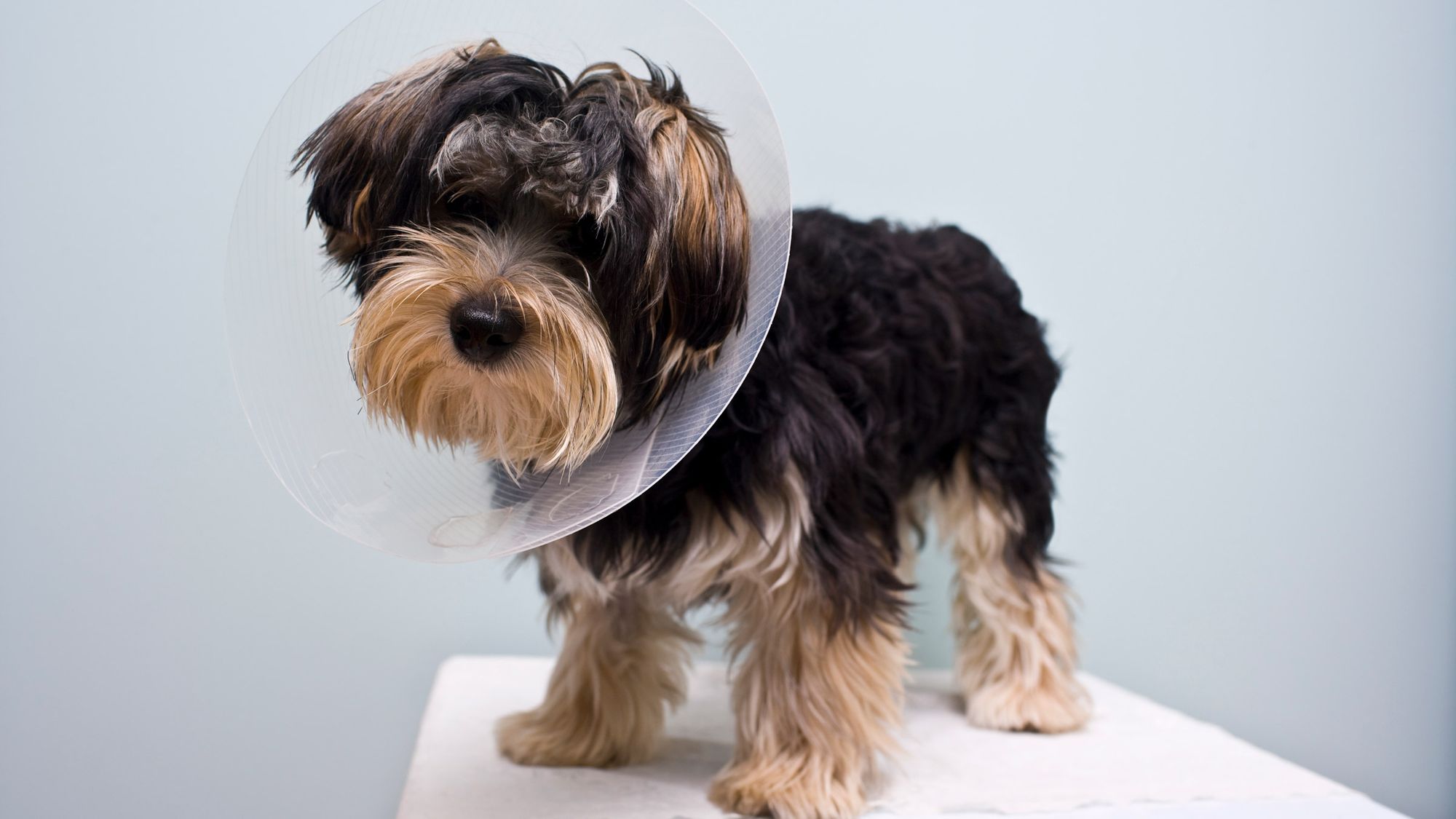 spaying surgery for a dog