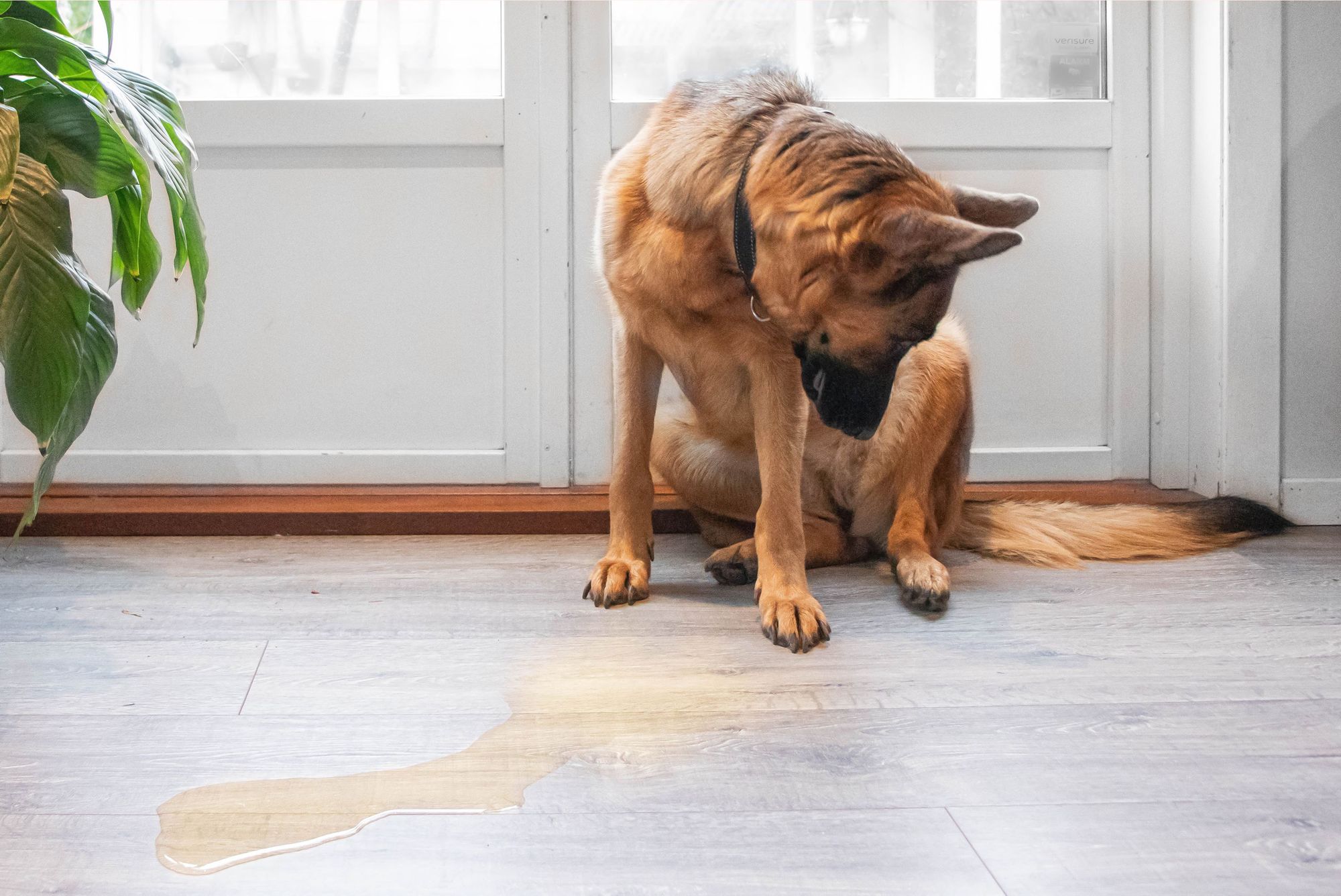 Submissive Urination in dogs