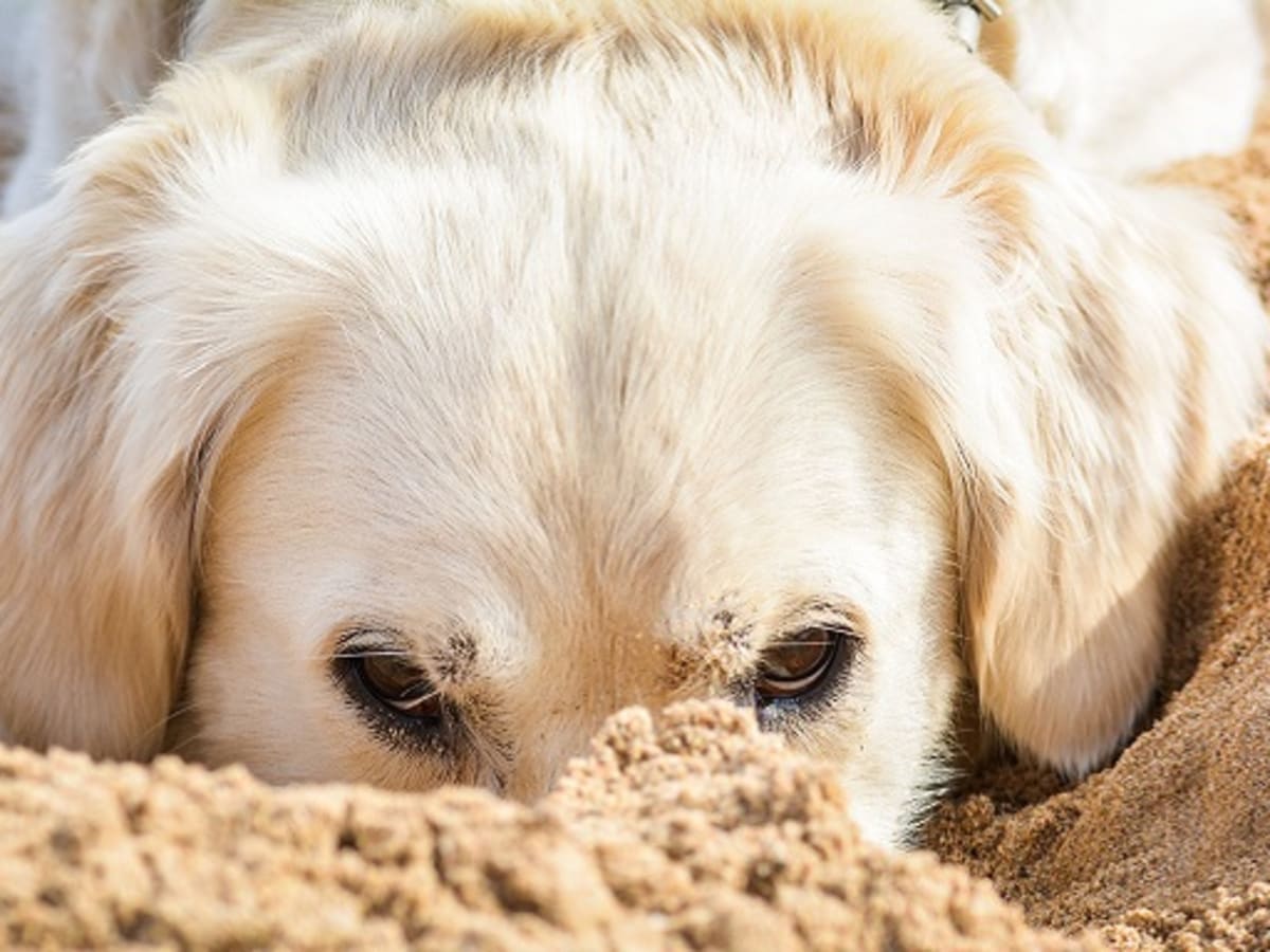 Why Do Dogs Eat Dirt?