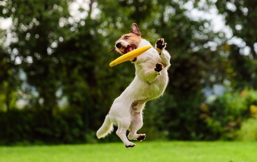 Dog to Catch a Frisbee
