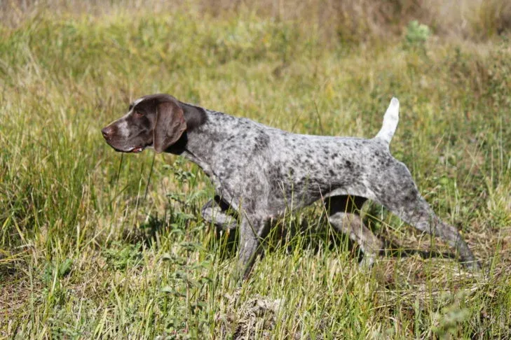 German Shorthaired