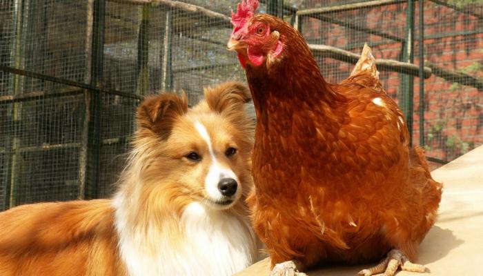 Great Pyrenees and Chickens