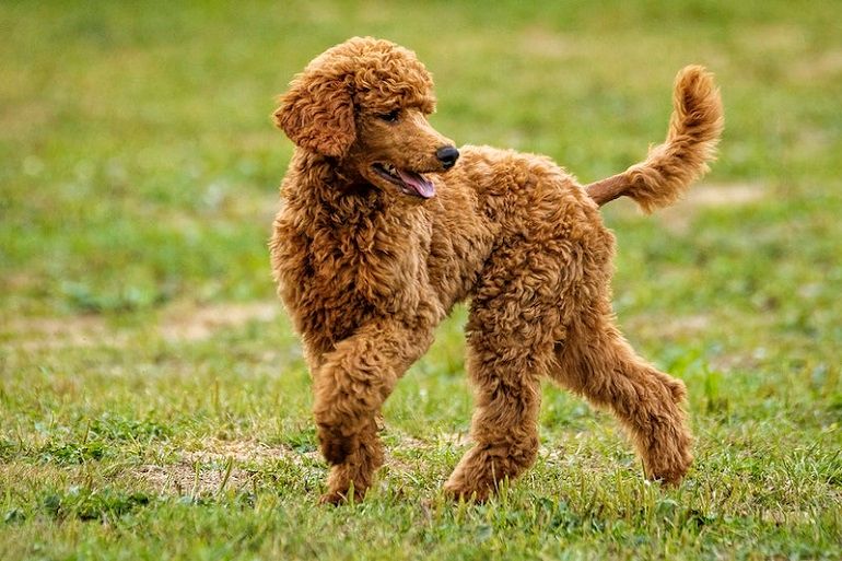 are labradoodle easy to train