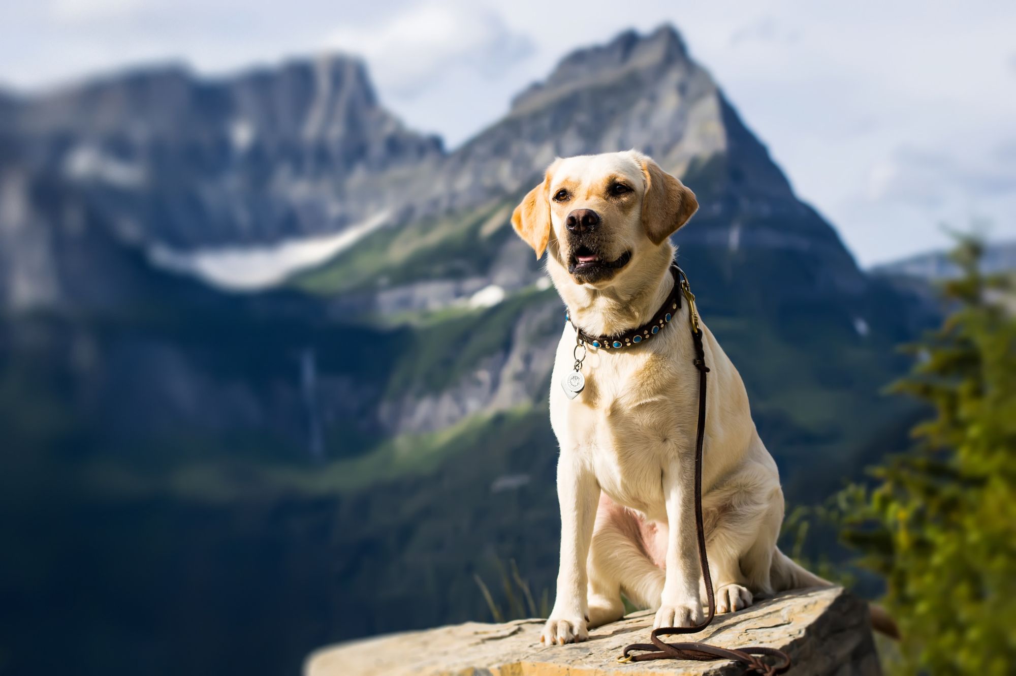 Labrador Retriever