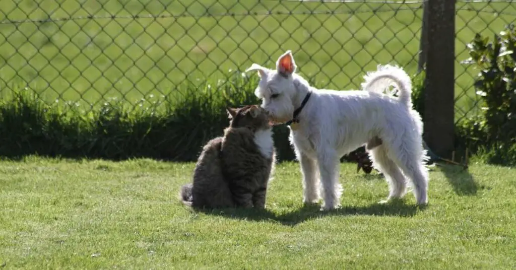Are Miniature Schnauzers Good with Cats?