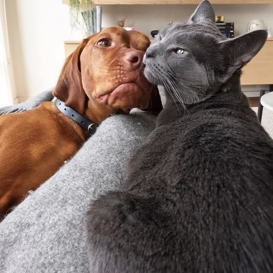 Are Vizslas good with cats?