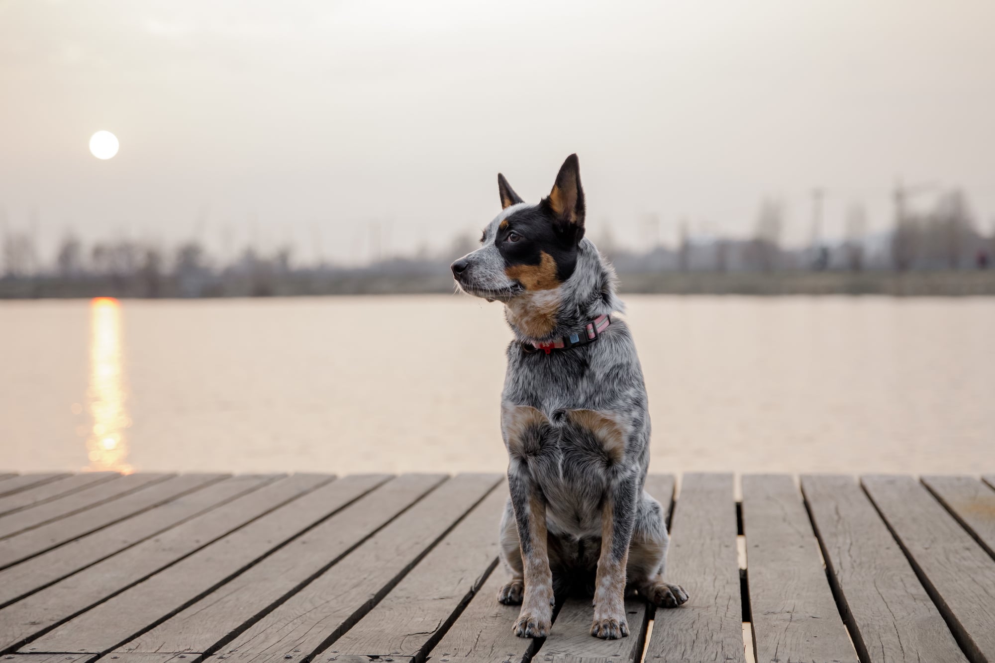 Are Australian Cattle Dogs Smart