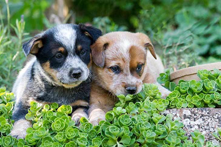 Difference Between Queensland Heeler and Australian Cattle Dog