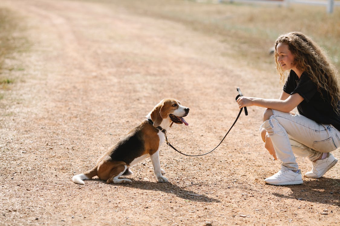 Beagle leash hot sale training