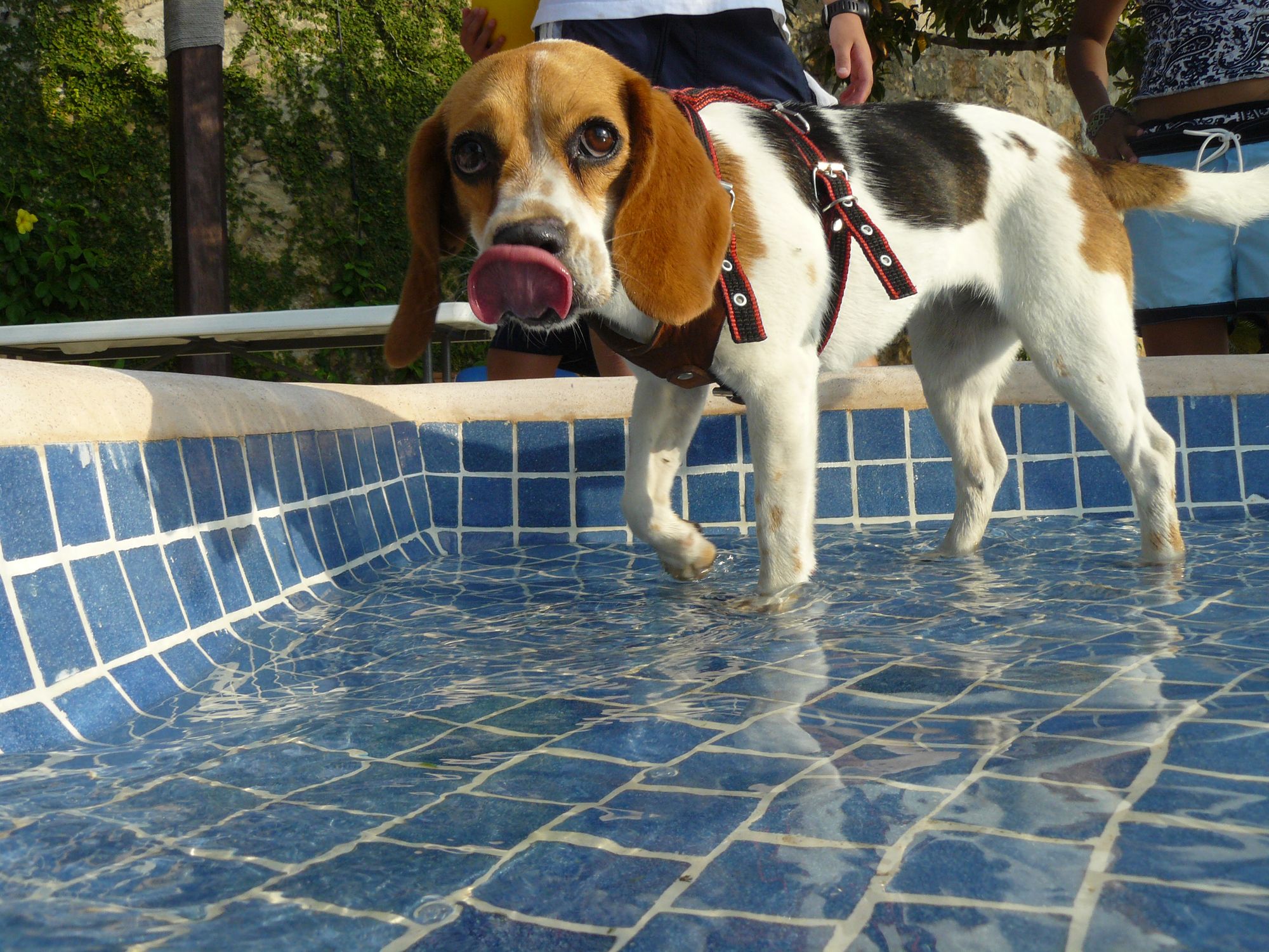 Can Beagle Dogs Swim