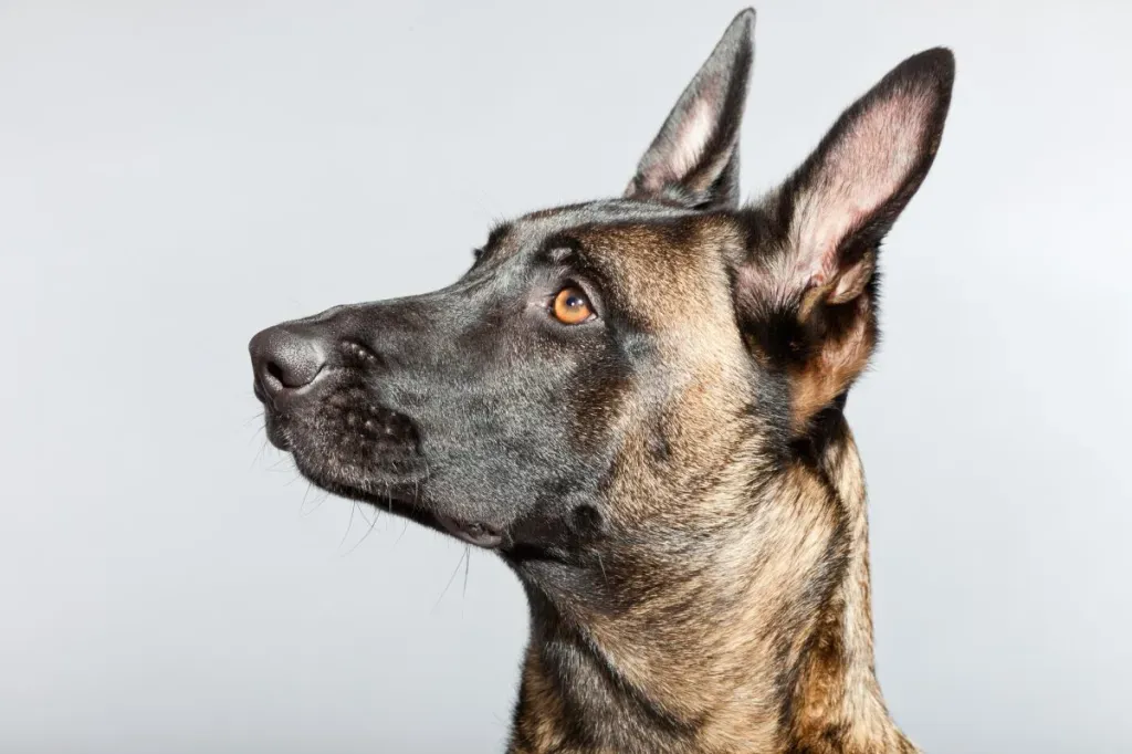 belgian malinois