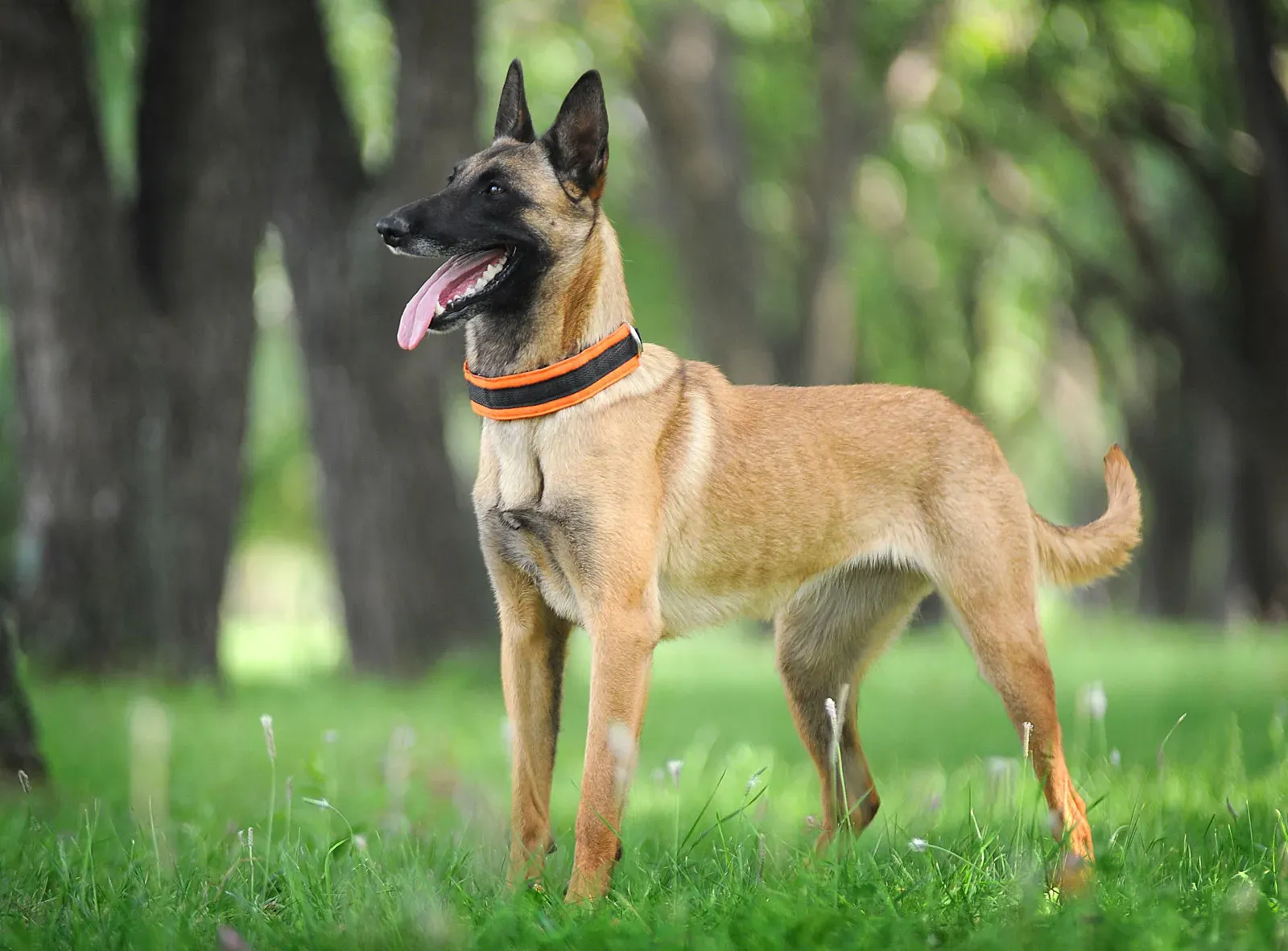 Belgian malinois best sale female puppy