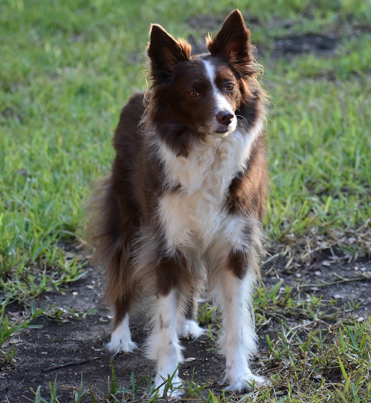 Can Border Collies Be Left Alone?