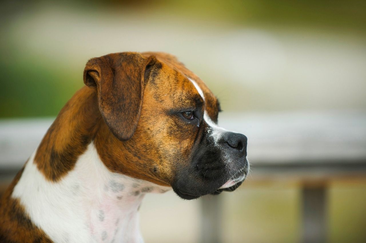 Are Boxer Dogs Friendly?
