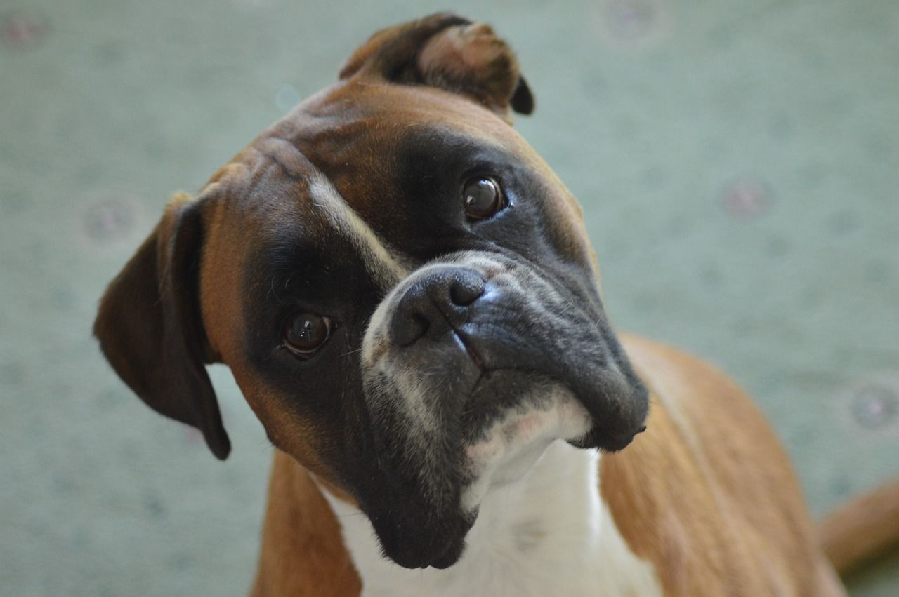 Can Boxer Dogs Run Long Distances? Unraveling Facts