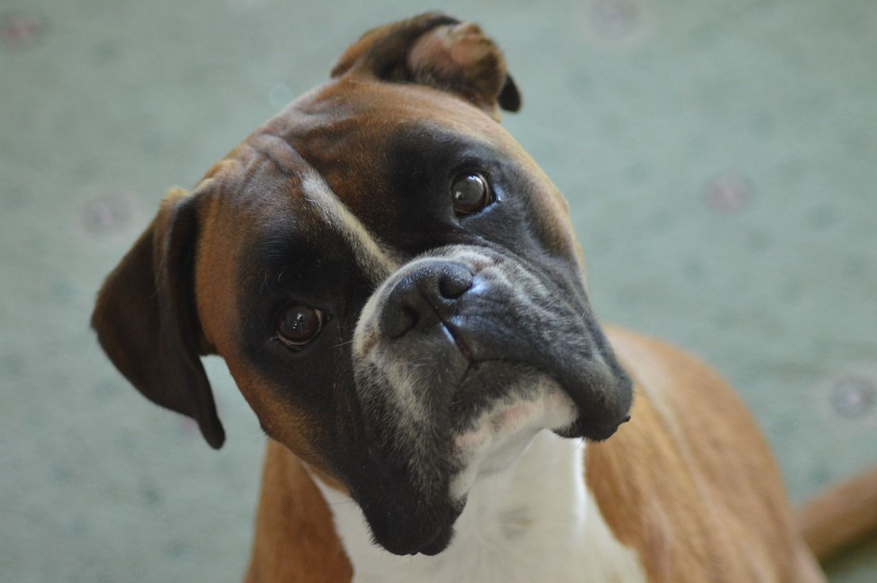 Are Boxer Dogs Protective?