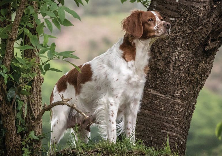 Brittany dog breed in a forest