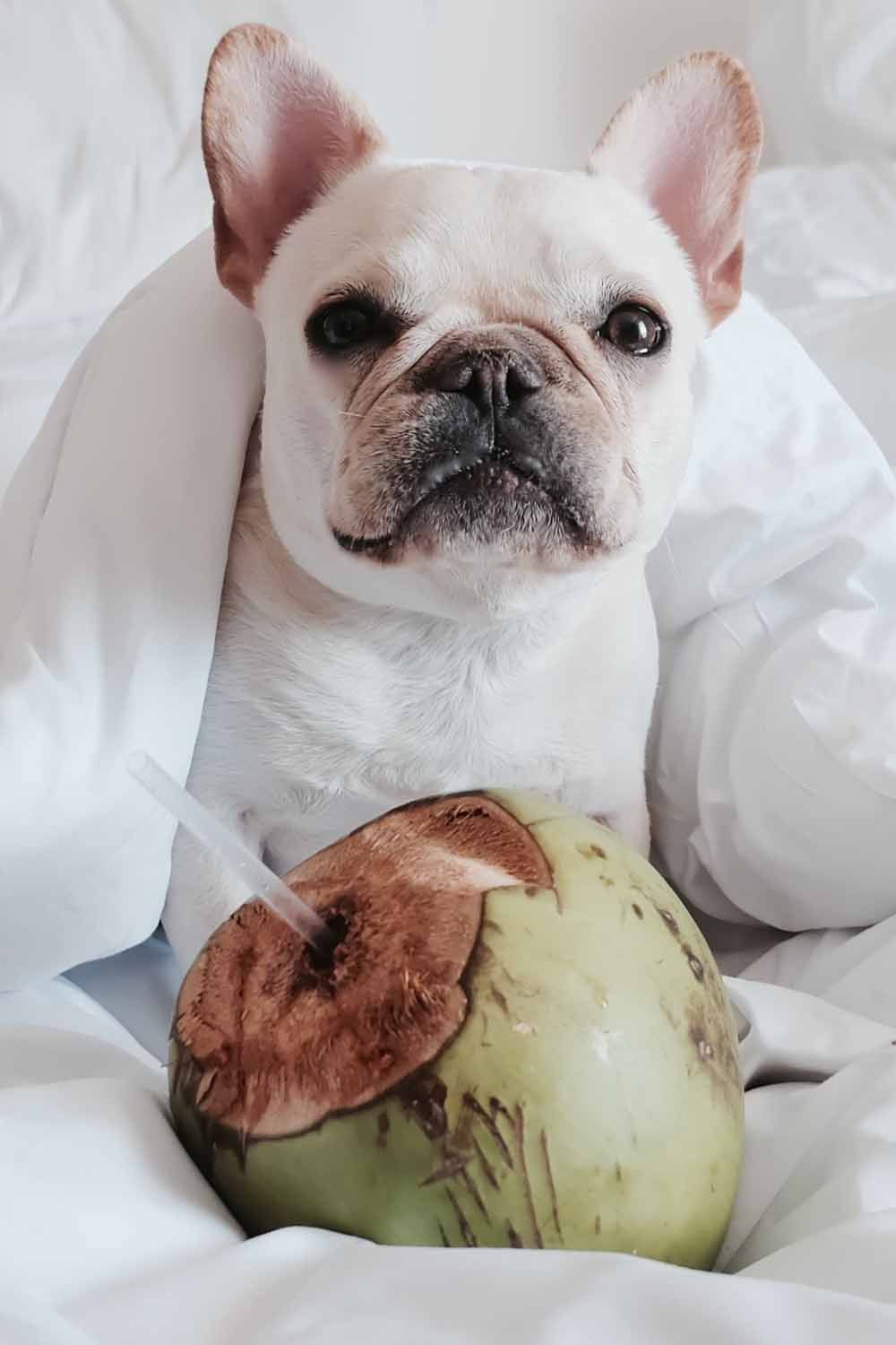 Can Dogs Eat Coconut Your Comprehensive Guide