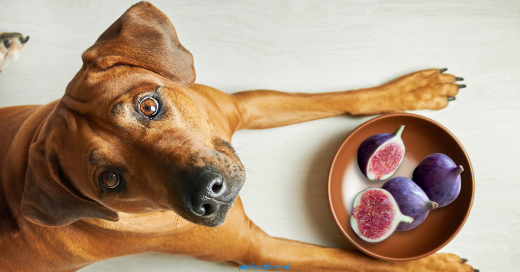 Can dogs hot sale eat dried figs