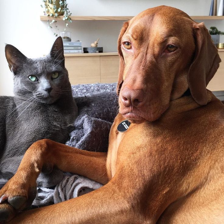 Are Vizslas good with Cats