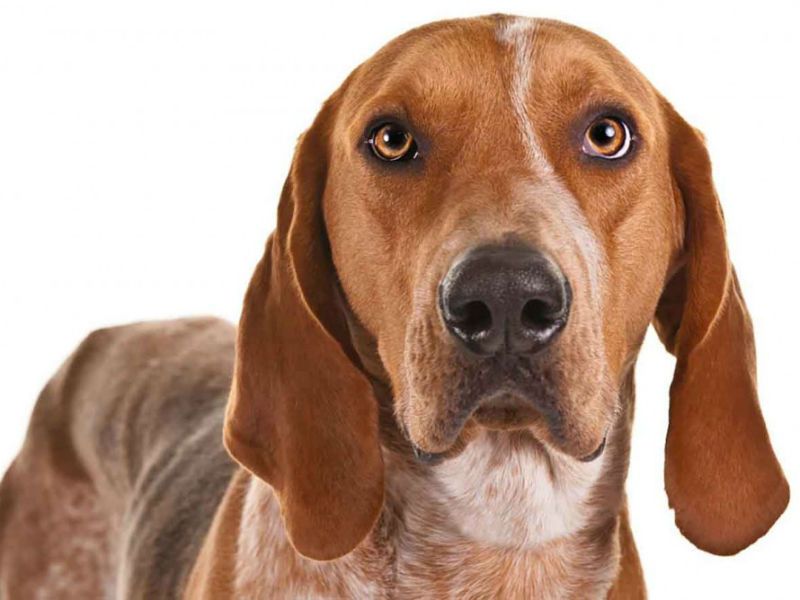 Coonhounds Dog breed