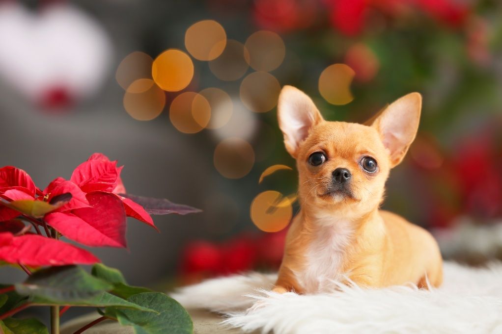 Toxic Holiday Plants for Dogs