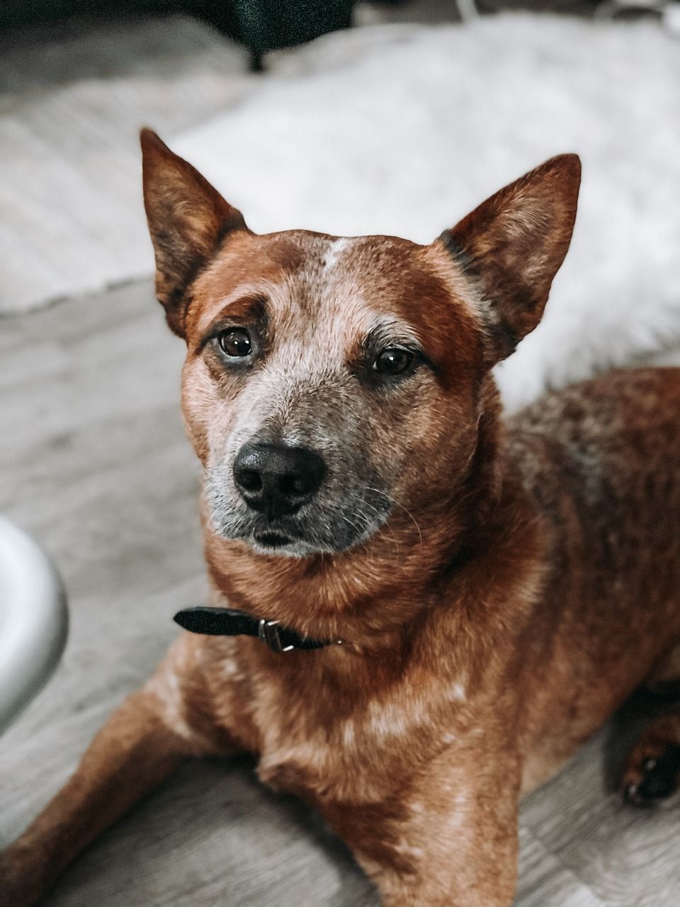 Can Australian Cattle Dogs Be Left Alone