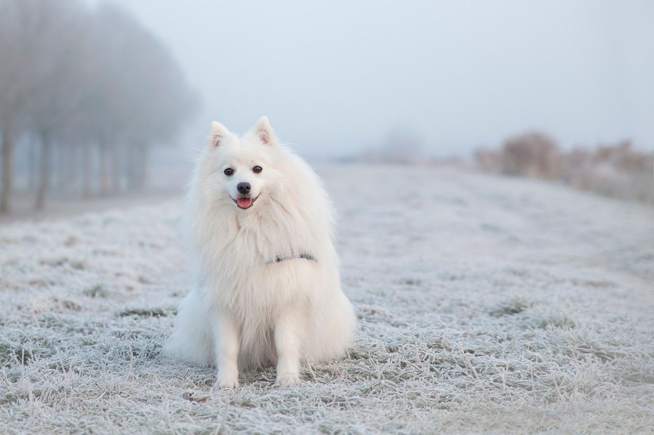 Dog Breeds that thrive in Cold Weather