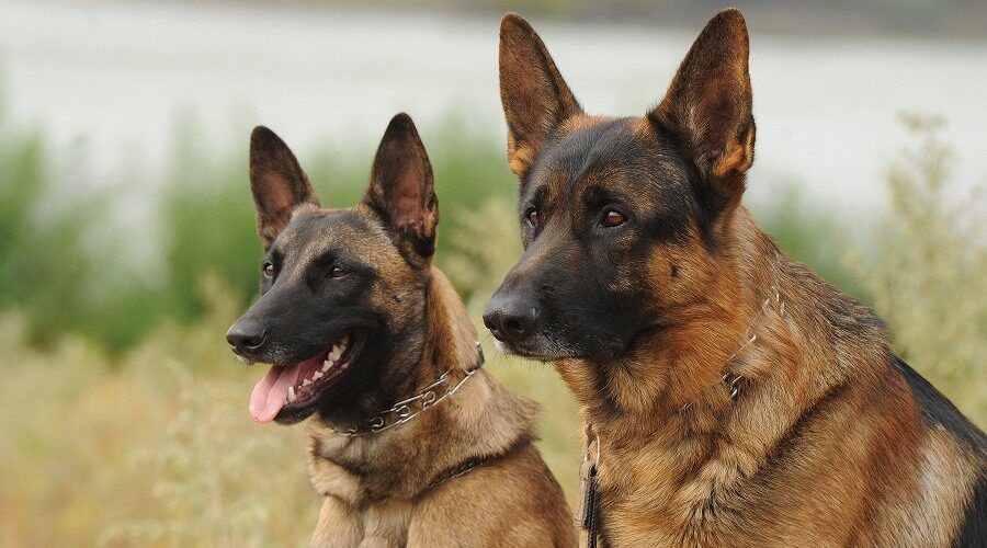 Belgian Malinois or German Shepherd Dogs