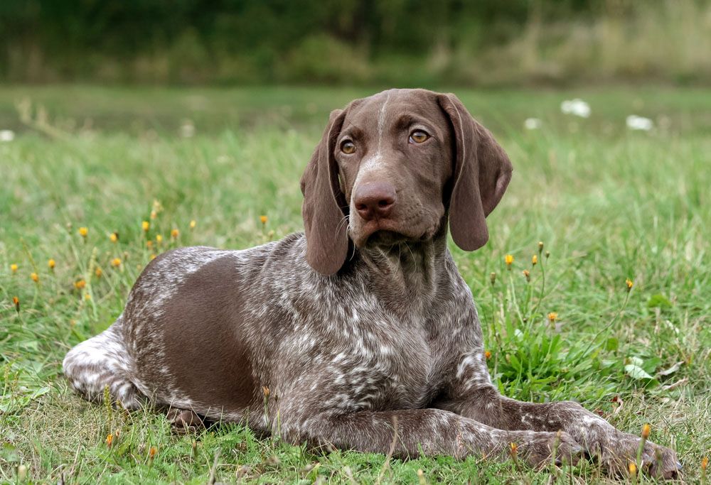 Why Do German Shorthaired Pointers Shake