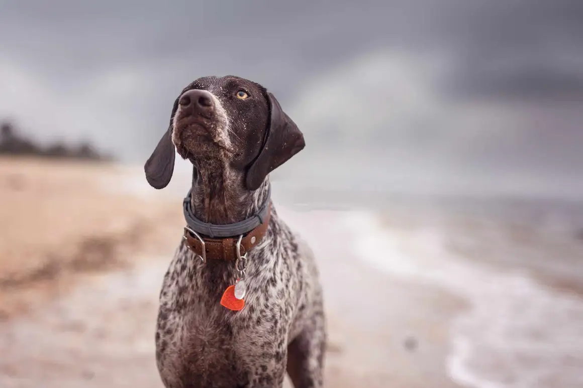 Why Do German Shorthaired Pointers Shake